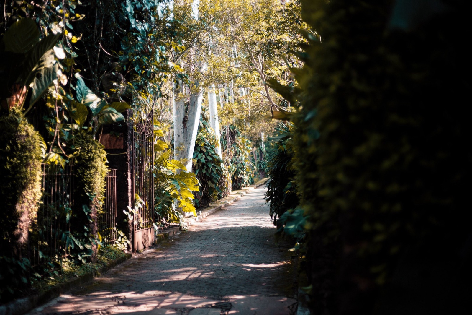Path through the gardens, Inhotim
