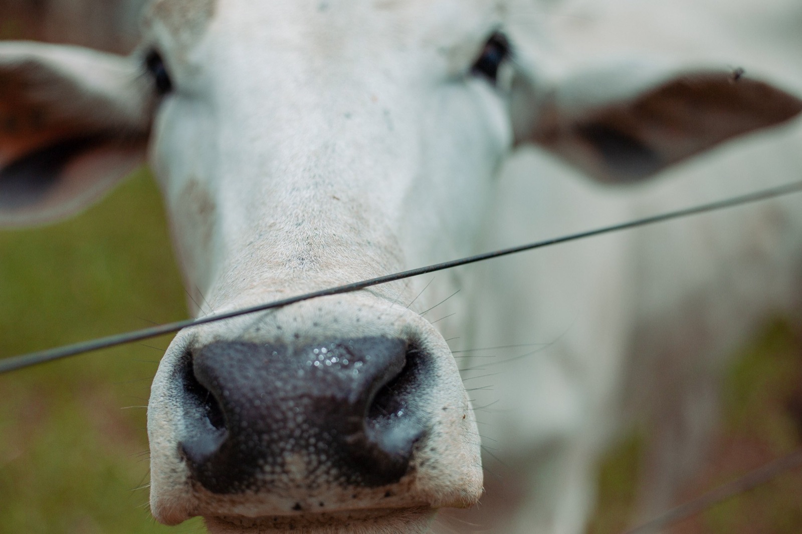 Nelore cow, close up