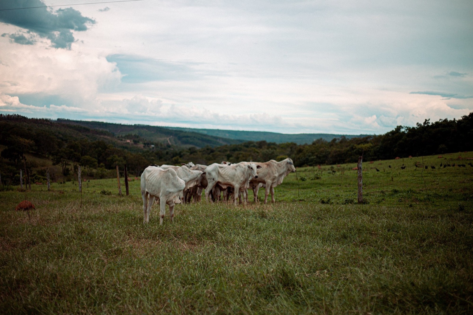 Herd under a wide sky